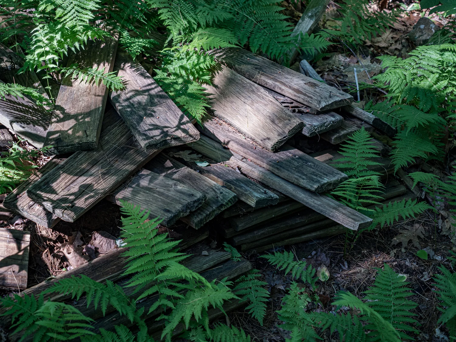 Edited photograph of planks in the Bog
