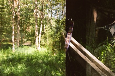 Film photograph from the Bog