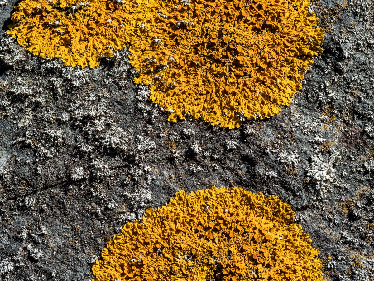 Lichen on granite, Gerrish Island